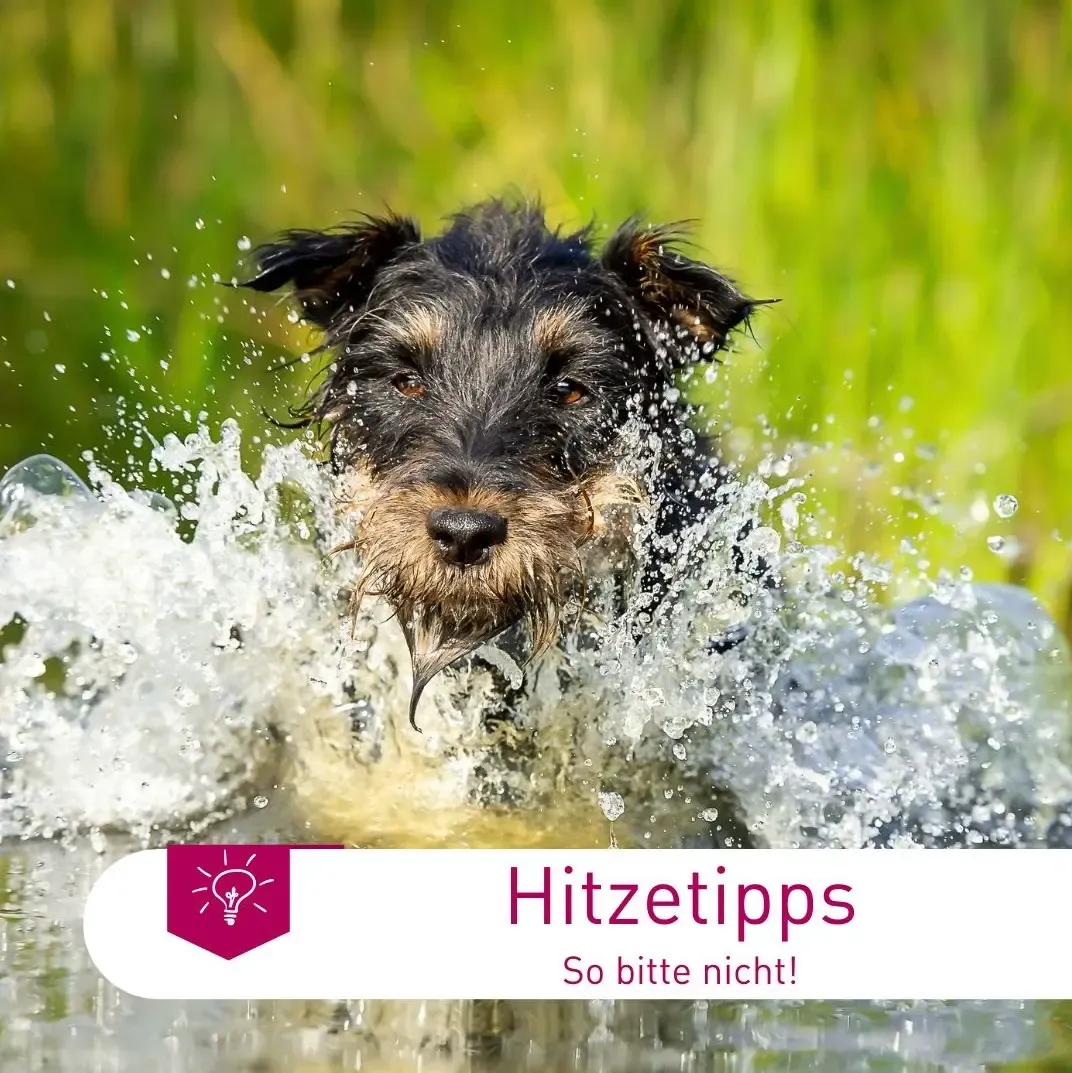 Hitzetipps