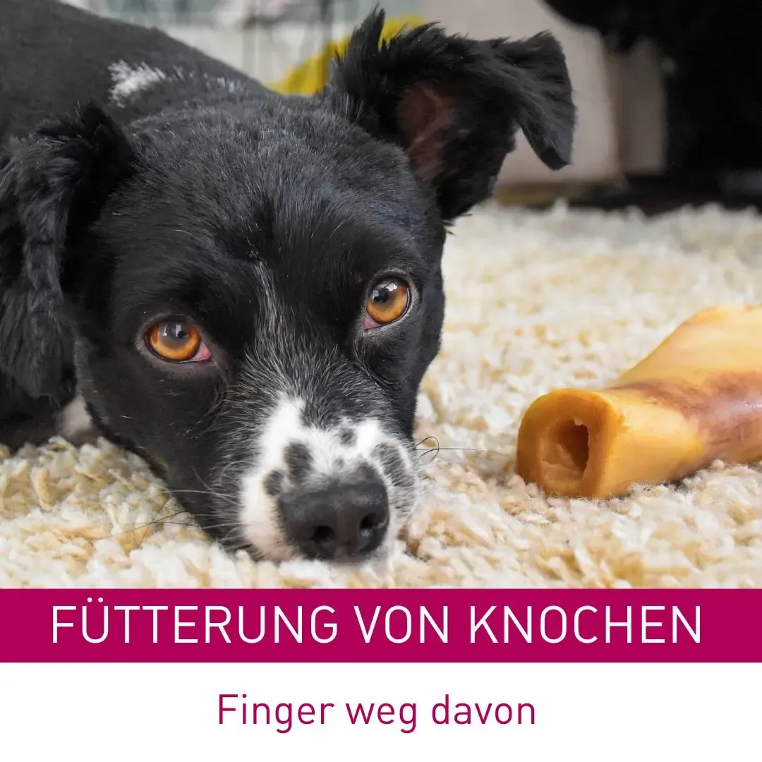 Fütterung von Knochen