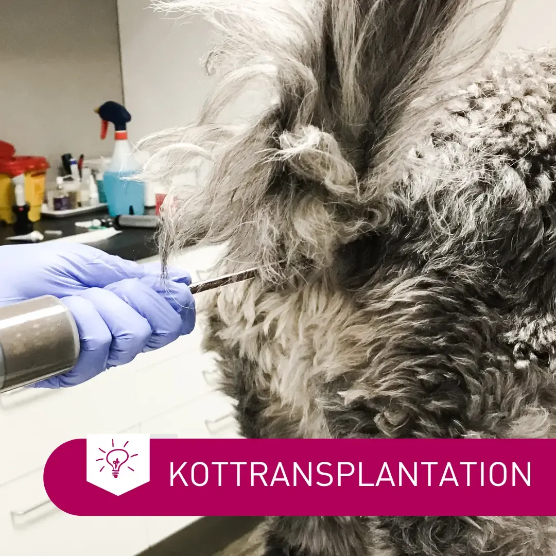 Kottransplantation